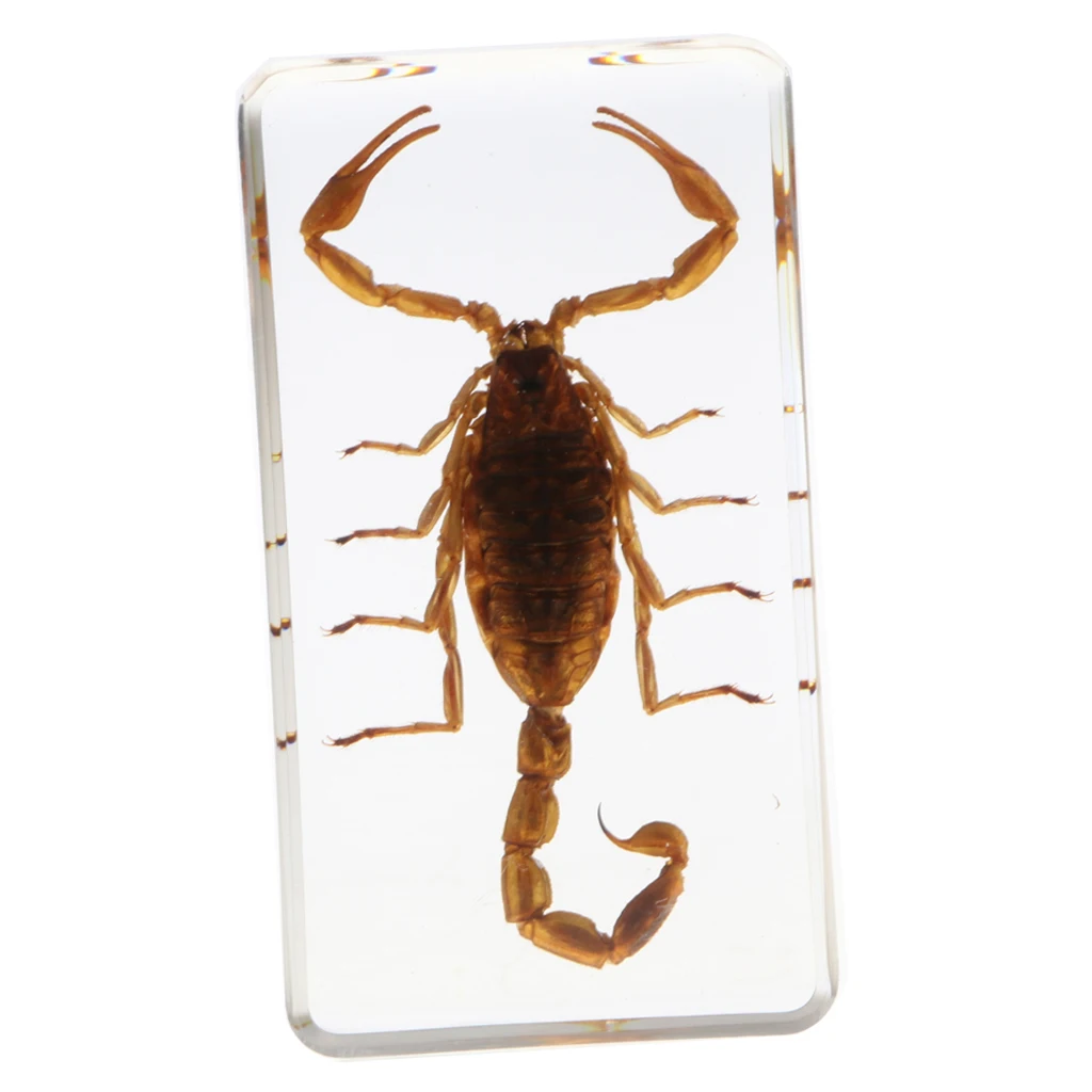 Real Insect Specimen School Educational Teaching Resin Sample- Yellow Scorpion