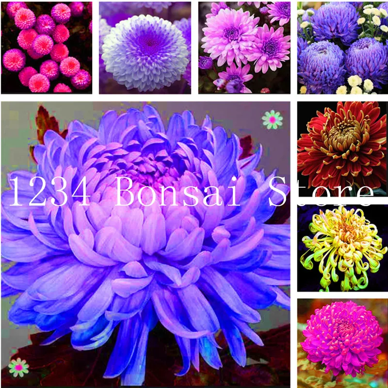 

120Pcs Chrysanthemum Flower Bonsai,Ornamental Bonsai,Faint Scent,Potted Balcony Chrysanthemum Plant For Home Garden Easy to Grow