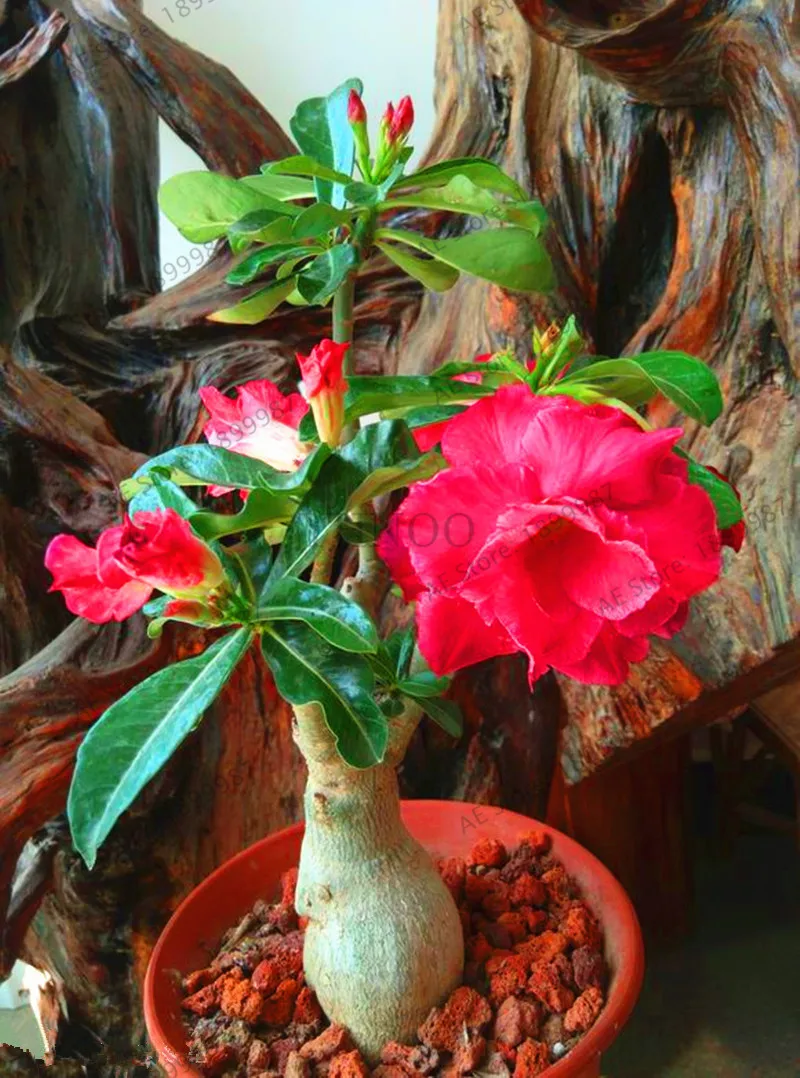 Пустынная Роза Флорес горшечные цветы плантас Adenium Obesum комнатное бонсай растение мини дерево в горшке для домашнего сада растение 5 шт - Цвет: 1