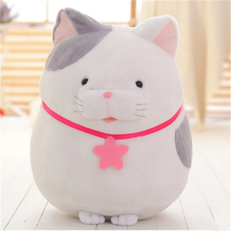 cat6