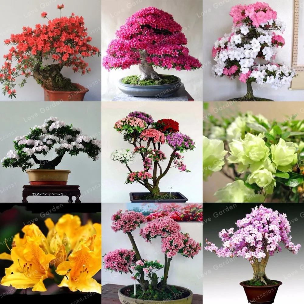 22+ Plants That Look Like Bonsai Pics Bonsai Ideas