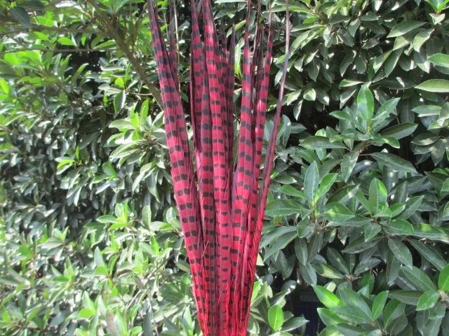 Розничная 10 шт. длинные от 40 до 45 см натуральные DIY перо из хвоста фазана наращивание волос для украшения свадьбы - Цвет: red