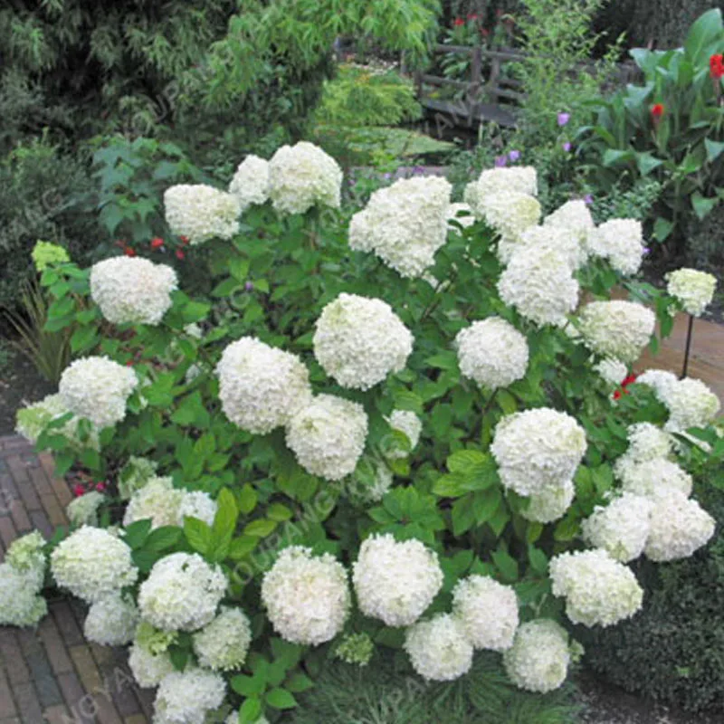 20pcspack Hydrangea Paniculata Vanilla Fraise Strawberry Bonsai Flower Potted Plant Home Garden
