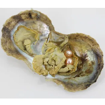 

Akoya Oyster With AAA Grade Round Dyed Pearls Random Color Twins Pearls Seawater Oyster 6-7MM Pearl Birthday Gift Fun AR031