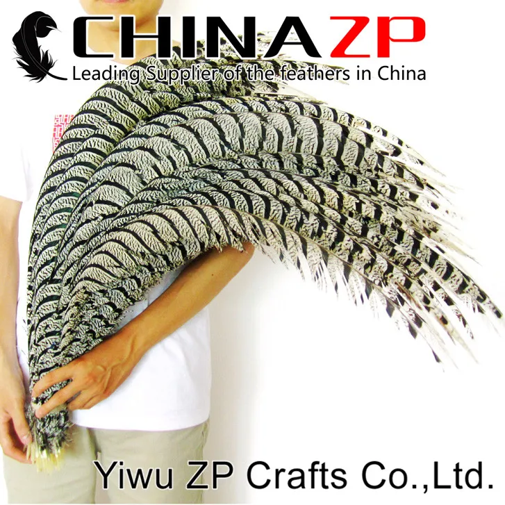 Natural ZEBRA Lady Amherst Pheasant Tail Feathers (17)