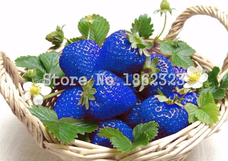 

200 pcs Rare Blue Strawberry bonsai Outdoor Strawberry Tree Multi Color Organic Fruit plants Bonsai Planting Home Garden