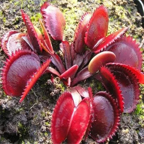 100 шт. горшках насекомоядные растения bonsais карликовые деревья Dionaea Muscipula Гигантский Клип Венера Flytrap bonsais украшения дома и сада