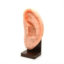 Zhaohao model model 22 ear 22cm