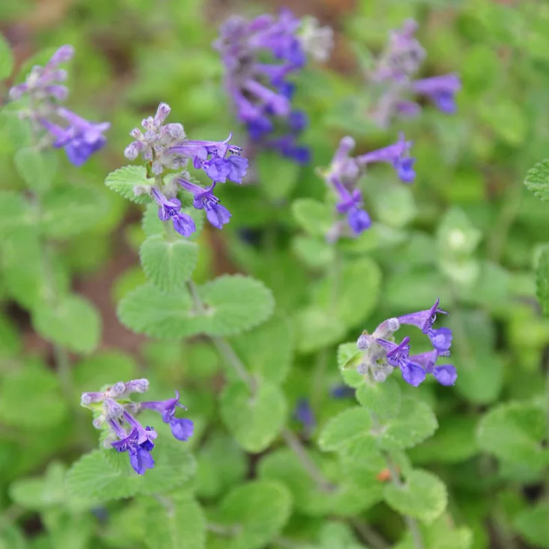 Novel Plant 400 шт Смешанные Catnip Саженцы бонсай для дома украшения сада Мятные ароматические травы Nepeta Cataria рассады Novel Plant 400 шт Смешанные Catnip Саженцы бонсай для дома украшения сада Мятные ароматические травы Nepeta Cataria рассады