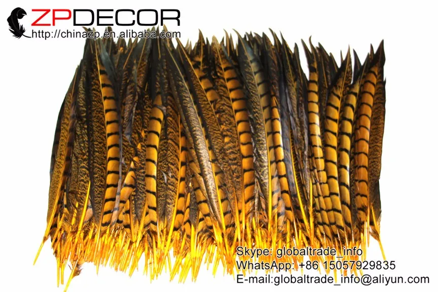 lady amherst pheasant feathers (88)