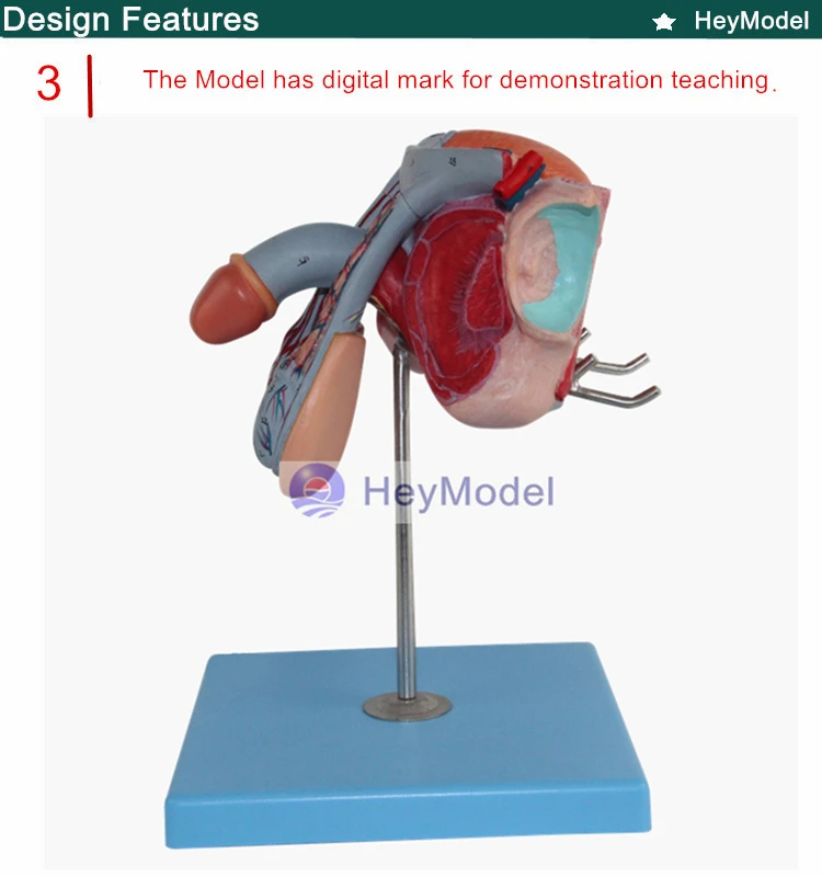 Heymodel анатомические модели мужских половых органов мочевого пузыря полового члена раздел мужской мочеполовой системы
