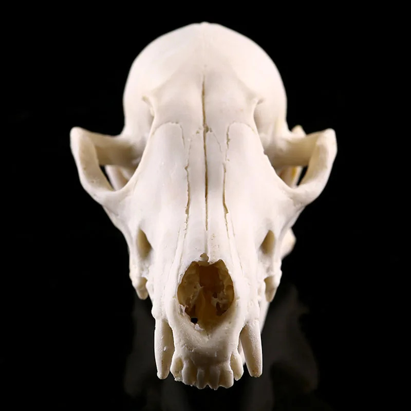 

Creative Home Decoration Accessories Resin Craft Skull Statue&Sculpture Home Ornaments Halloween Gift Skull Statue