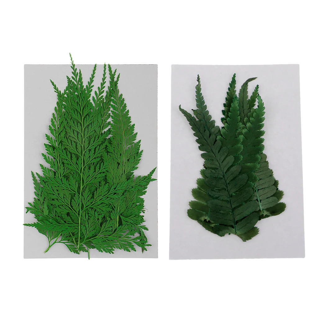 22 Pieces Pressed Fern Leaves Natural Dried Flowers DIY Scrapbooking Crafts