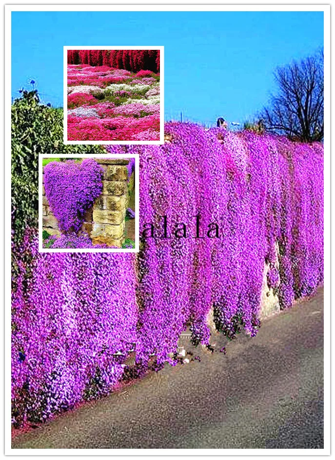 

100 Pcs Colorful ROCK CRESS or Creeping Thyme - Perennial Ground Cover Flower, Foliage Plant for Home Garden Light Up Your Home