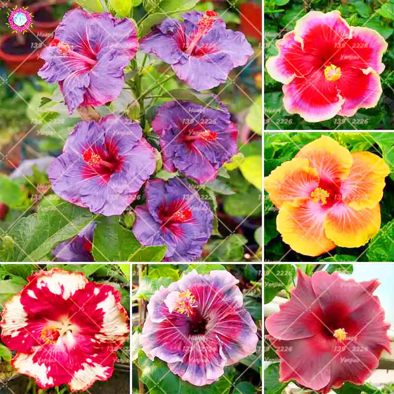 

100Pcs/Bag Rare Furong plsnt Perennial Giant Hibiscus Flower Pot Plant Garden Decoration Pot Plant