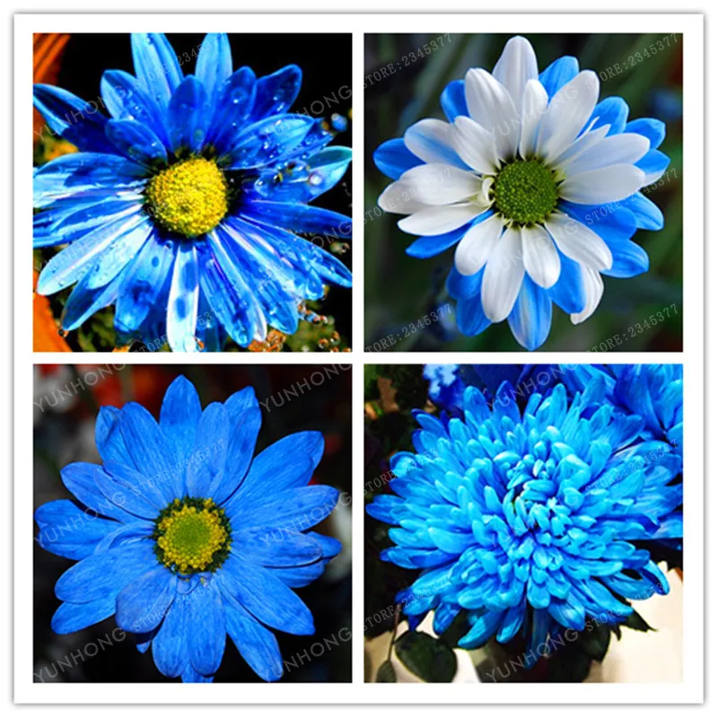 

100 Pcs/Bag Rare Blue Chrysanthemum Bonsai Beautiful Morifolium Bonsai Very Easy Grow Herb Plant DIY Gardening Flower