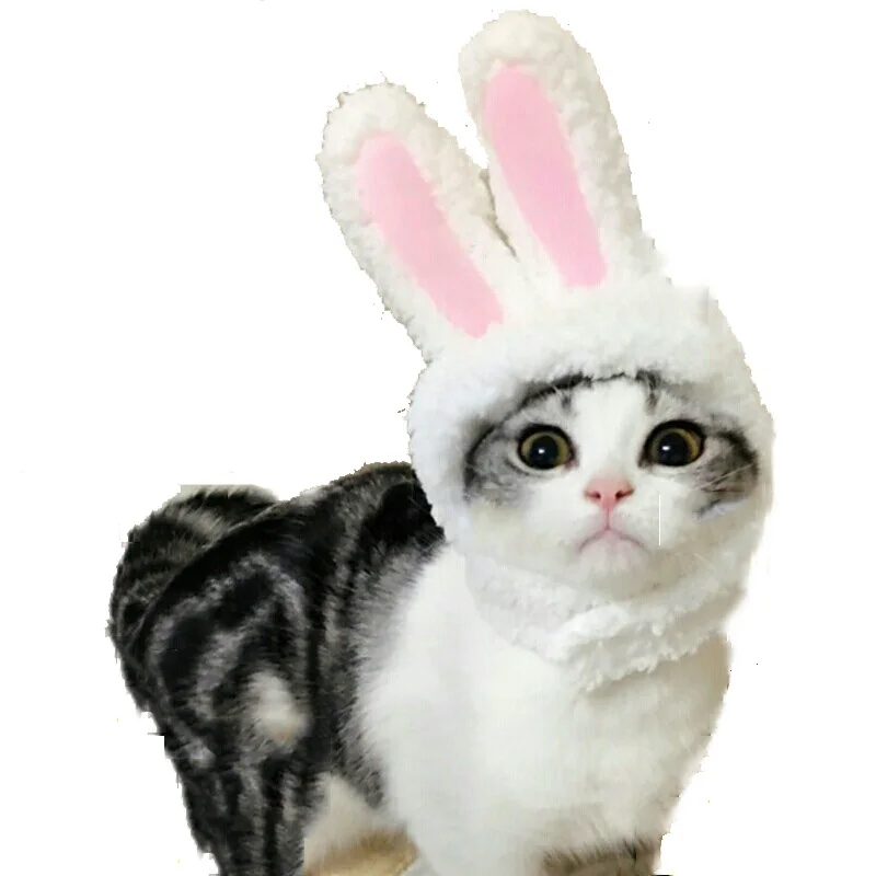 rabbit headgear