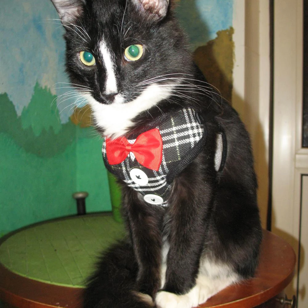 Элегантный жилет для кошек, собак, с поводком, с галстуком-бабочкой, регулируемый костюм, смокинг, милый бант, набор поводков для кошек, Котят, щенков