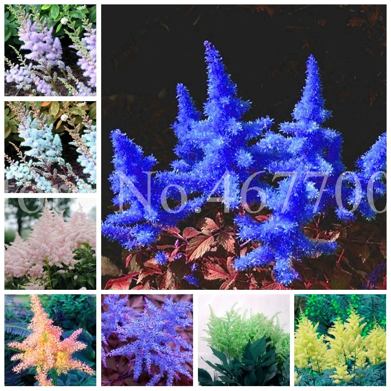 

Sale !100 Pcs Mixed Astilbe Bonsai Exotic Beautiful Potted Flower Flores Outdoor Plantas For Home & Garden Chinese Astilbe Tree