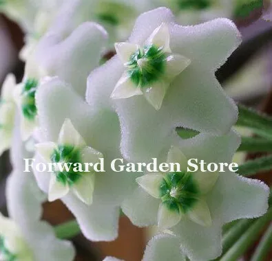 Hot ! 100 Pcs Rare Hoya Bonsai Flower For Home Garden, Ball Orchid Perennial Flowers Natural Growth For Garden Ornamental Plants