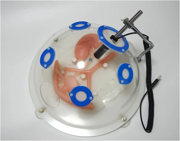 Урология Лапароскопическая моделирование учебный модуль мочевой системы силиконовые органная анатомическая модель