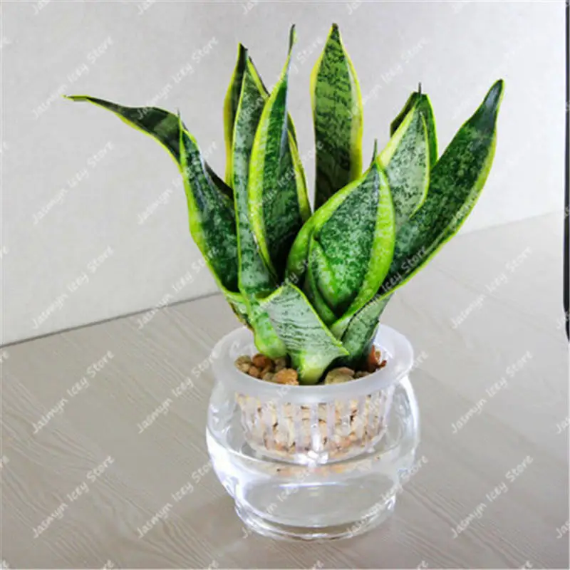 100 шт Змеиный завод Бонсай многолетний Sansevieria Trifasciata Прайн суккулентные Лиственные растения для украшения дома сада