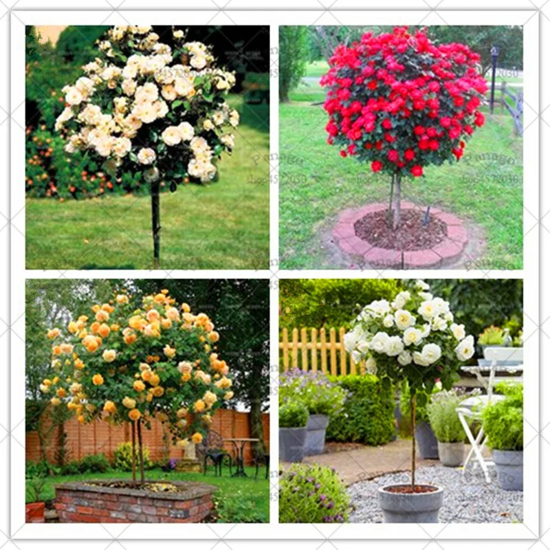 10pcs Rose Tree Bonsai Flower Gorgeous Bright-colored Planting Potted for DIY Home Garden Balcony Yard Flower Plants 10pcs Rose Tree Bonsai Flower Gorgeous Bright-colored Planting Potted for DIY Home Garden Balcony Yard Flower Plants