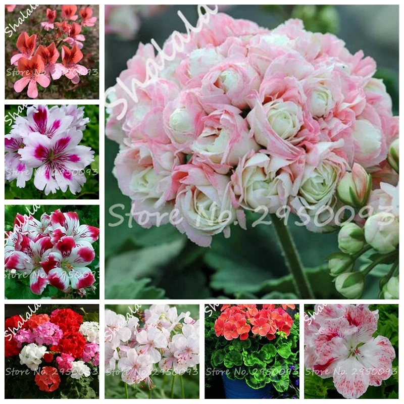 Rare Geranium Bonsai Apple Blossom Rosebud Pelargonium Hortorum Perennial Flower Hardy Plant Bonsai Potted Plant Pcs Buy At The Price Of 0 33 In Aliexpress Com Imall Com Rare Geranium Bonsai Apple Blossom Rosebud Pelargonium Hortorum Perennial Flower Hardy Plant Bonsai Potted Plant Pcs Buy At The Price Of 0 33 In Aliexpress Com Imall Com