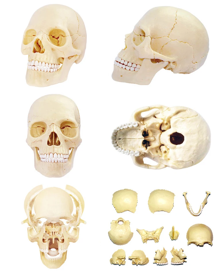 Развивающие 4D моделирование Средства ухода за кожей череп головы мастер сборки модели Фтор noctilucan головоломки Хэллоуин Игрушечные лошадки