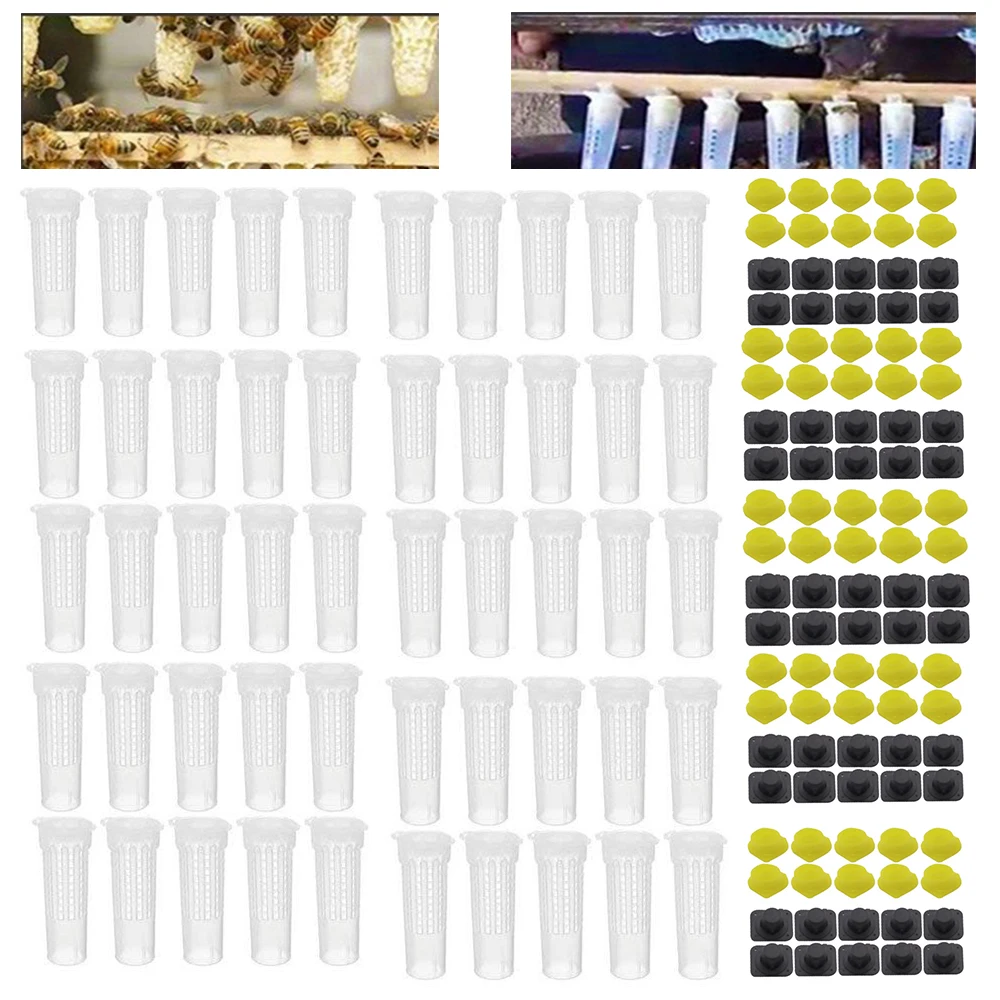 50 PCS Beekeeping Rearing Cup Kit Queen Bee Cages Beekeeper Equipment Tools 50 PCS Beekeeping Rearing Cup Kit Queen Bee Cages Beekeeper Equipment Tools