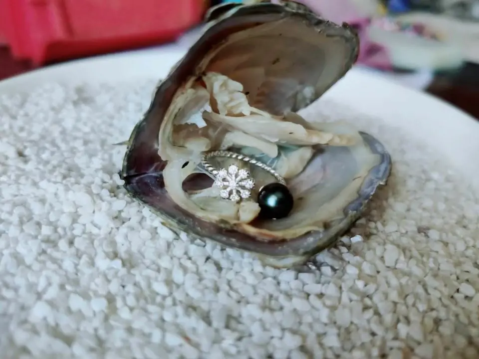 

Freshwater Oysters with Sterling Silver Ring/Pendant/Earrings Pearl Jewelry Wish Pearl Party Gift Fortune Oysters FP483