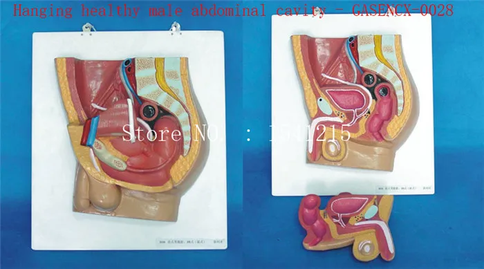

Reproductive system family planning model Teaching medical model Hanging healthy male abdominal cavity - GASENCX-0028