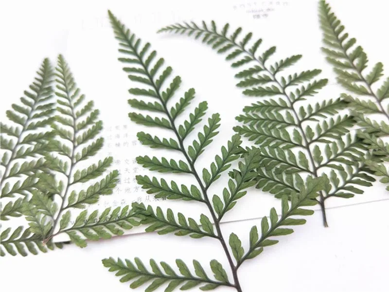 2018 New Fern Petals Dried Flower for Card Decoration 100 Pcs Wholesale Free shipmentflowers