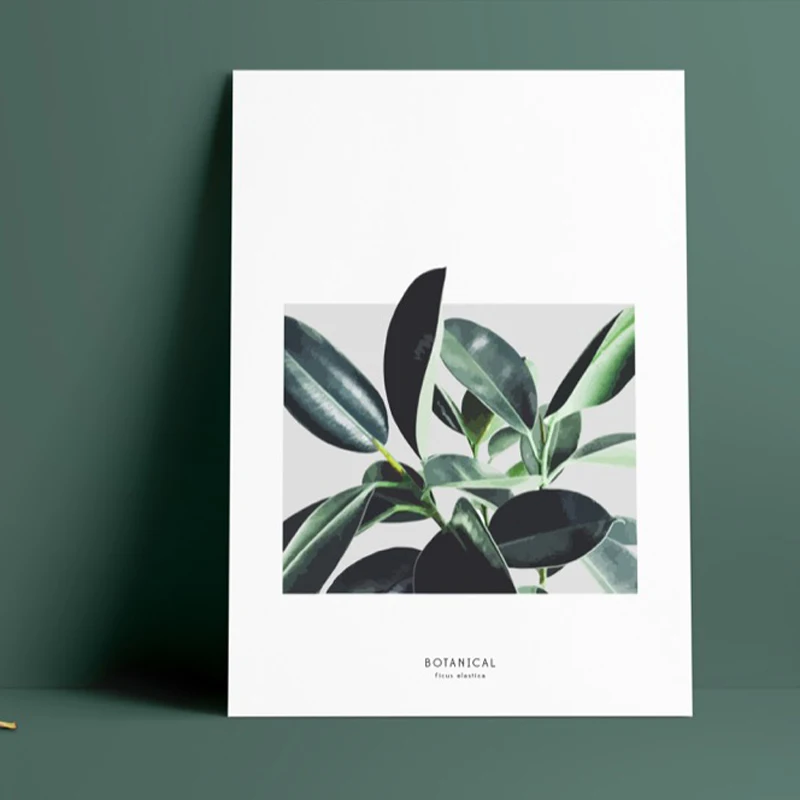 ficus_elastica_2