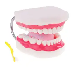 Человеческий Рот Зубы языковая модель школа обучение Инструменты Уход за зубами дисплей увеличение 6x