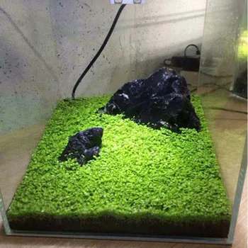 

Alive Aquarium Plant Seed Glossostigma Hemianthus Callitrichoides Easy Growing Water Plant Grass Seed Fish Tank Lawn Decor
