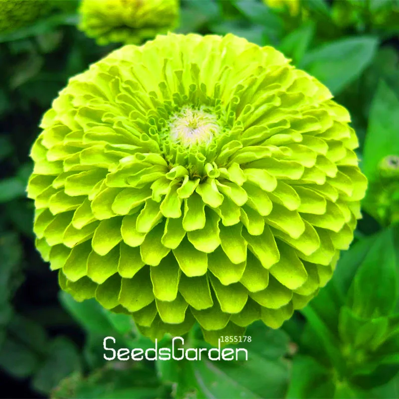 Zinnia Sale! 24 Types 100 Pcspack Rare Plantas Garden Home Amp Flores