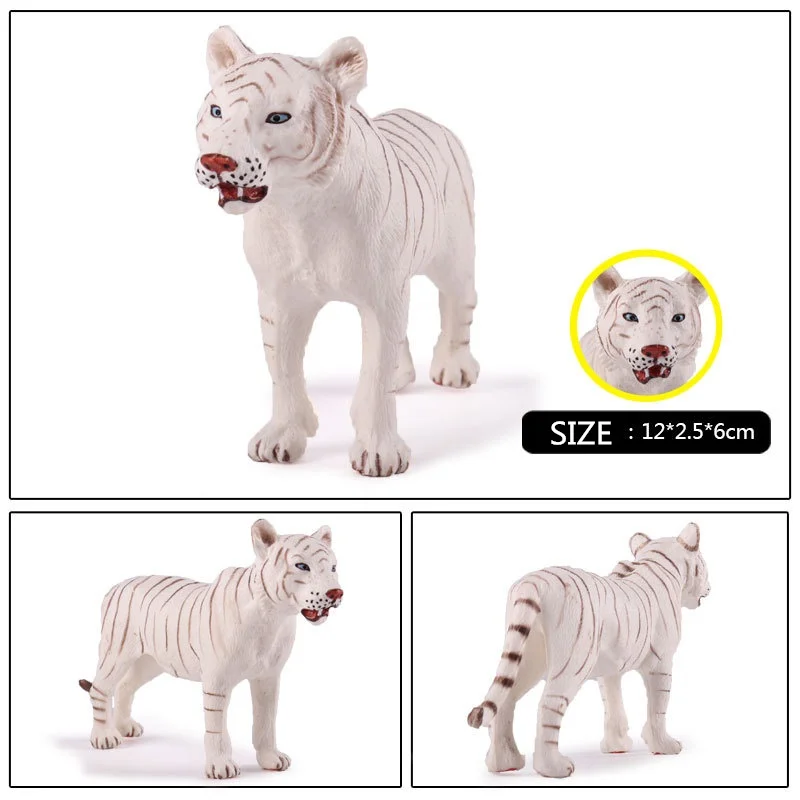 Bengal White Tiger (4)