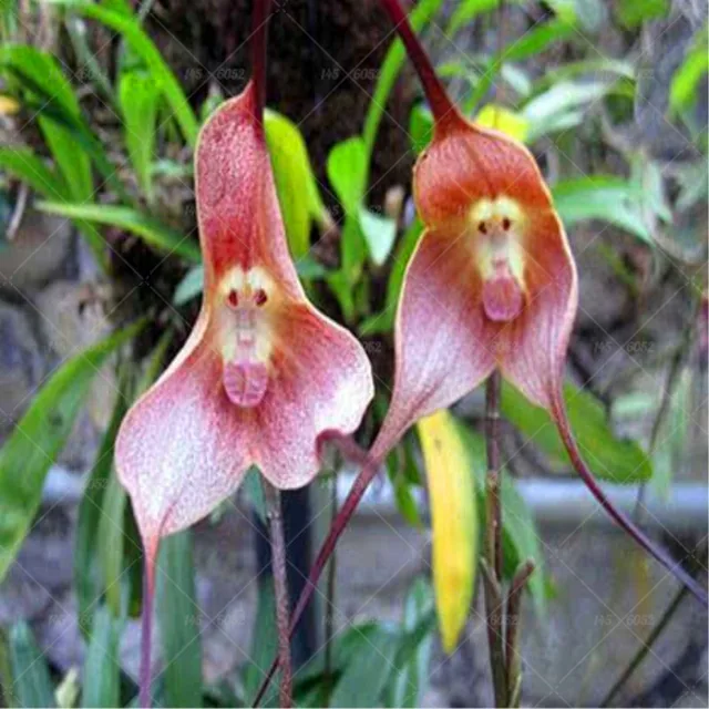 Rare Japanese monkey face orchid DIY home garden plants pot bonsai