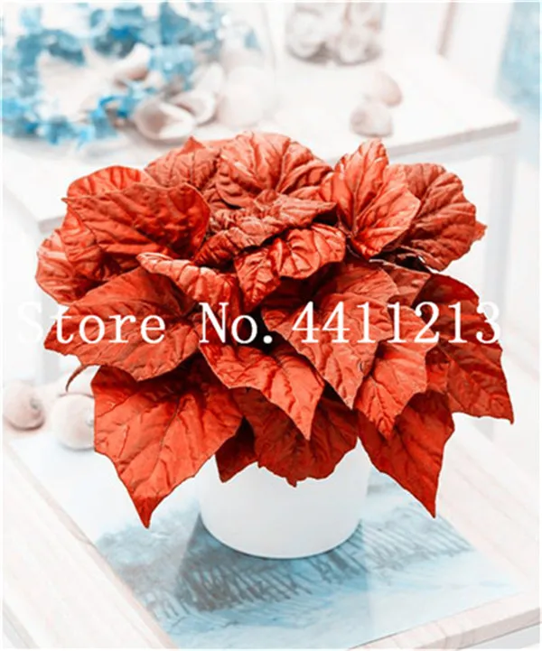 Sale! 50 Pcs Rare Exotic Color Begonia Bonsai Flower Indoor Potted