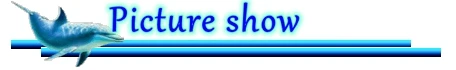 item show