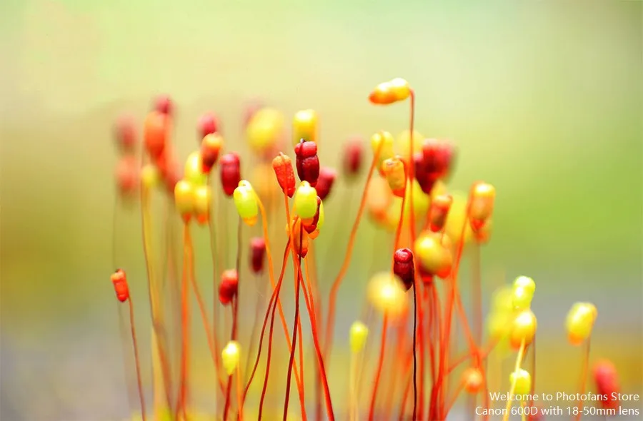 canon 600d pemberontak t3i dslr kamera digital dengan 18 55mm lens 18mp 3 0 lihat lcd vari angle 1080p video