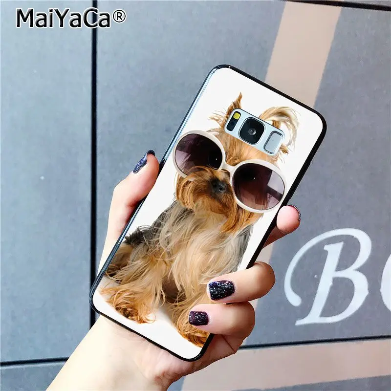 yorkshire terrier dog puppy
