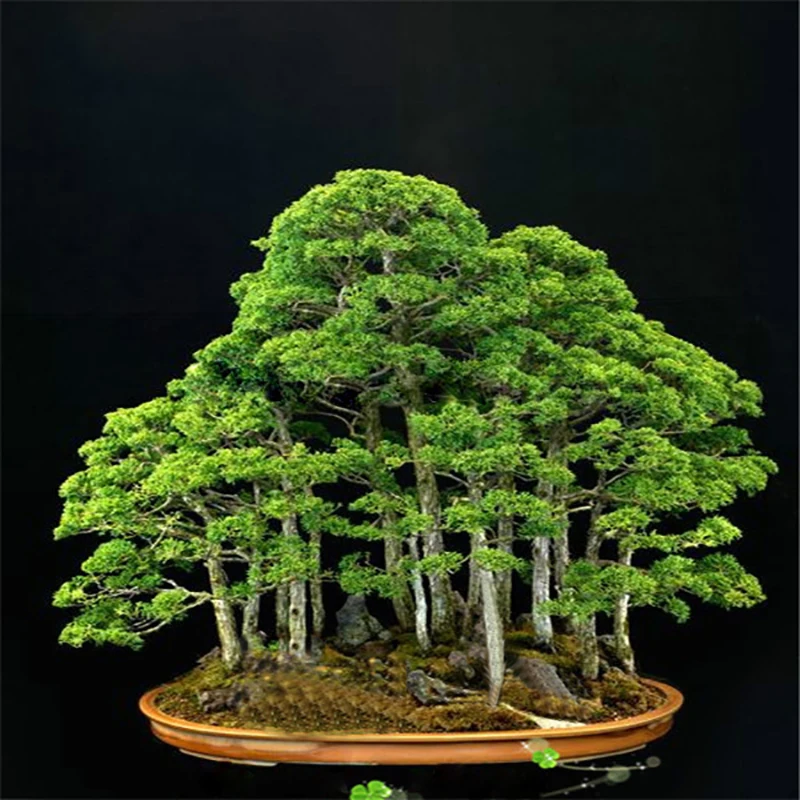 

ZLKING 20 Rare Beautiful Juniper Bonsai Tree Potted Flower Office Bonsai Purify The Air Absorb Harmful Gases