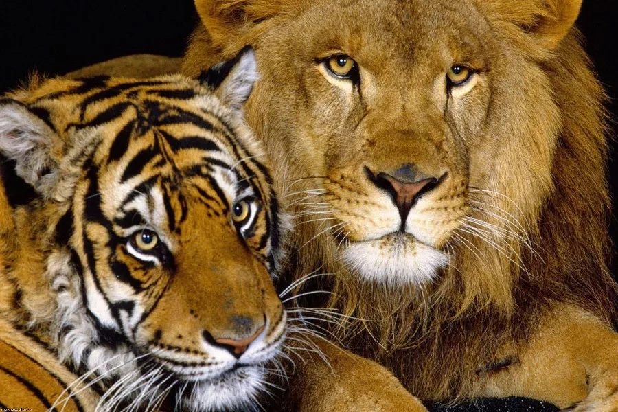 cats liger whiskers tawny hair wild tiger animal poster fabric silk