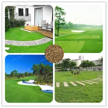 500 Pcs Turf Grass Bonsai Golf Special Grade Evergreen Lawn Bonsai Soccer Fields Villa High Grade