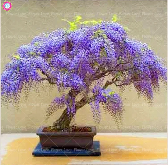 

10pcs Wisteria bonsai beautiful Wisteria tree flower perennial indoor or outdoor flowering potted plants for home garden plants