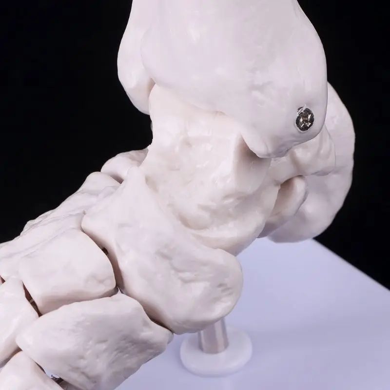 Life size Foot Ankle Joint Anatomical Skeleton Model Medical Display Study Tool Medical Science Stationery for School