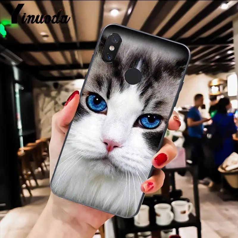 Cute Black Cat Staring Eyes