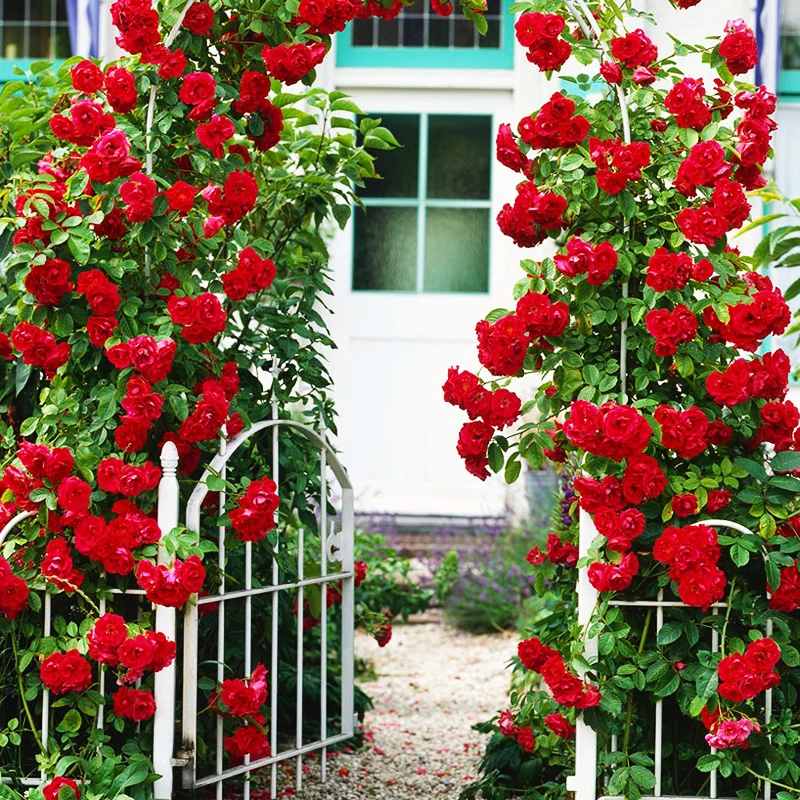 Hot sale 100pcs rare rainbow Climbing Roses flower plant